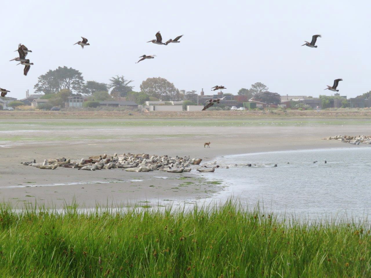 Coyote standing on a mudflat in between two harbor seal groups on the edge of the lagoon. The harbor seals all have their heads raised in alarm and some have retreated into the water. There are brown pelicans flying overhead and houses in the distance.