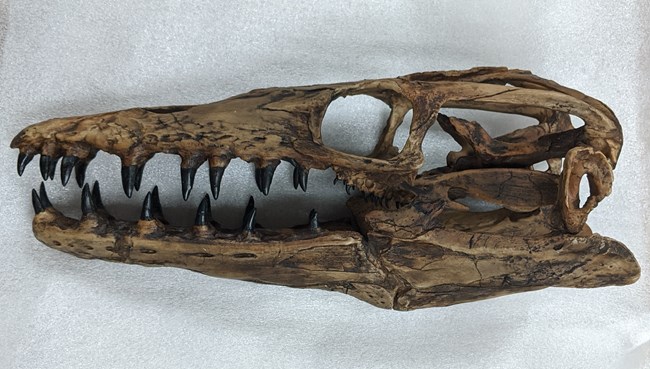 a long, dark brown skull with many sharp teeth sits on styrofoam