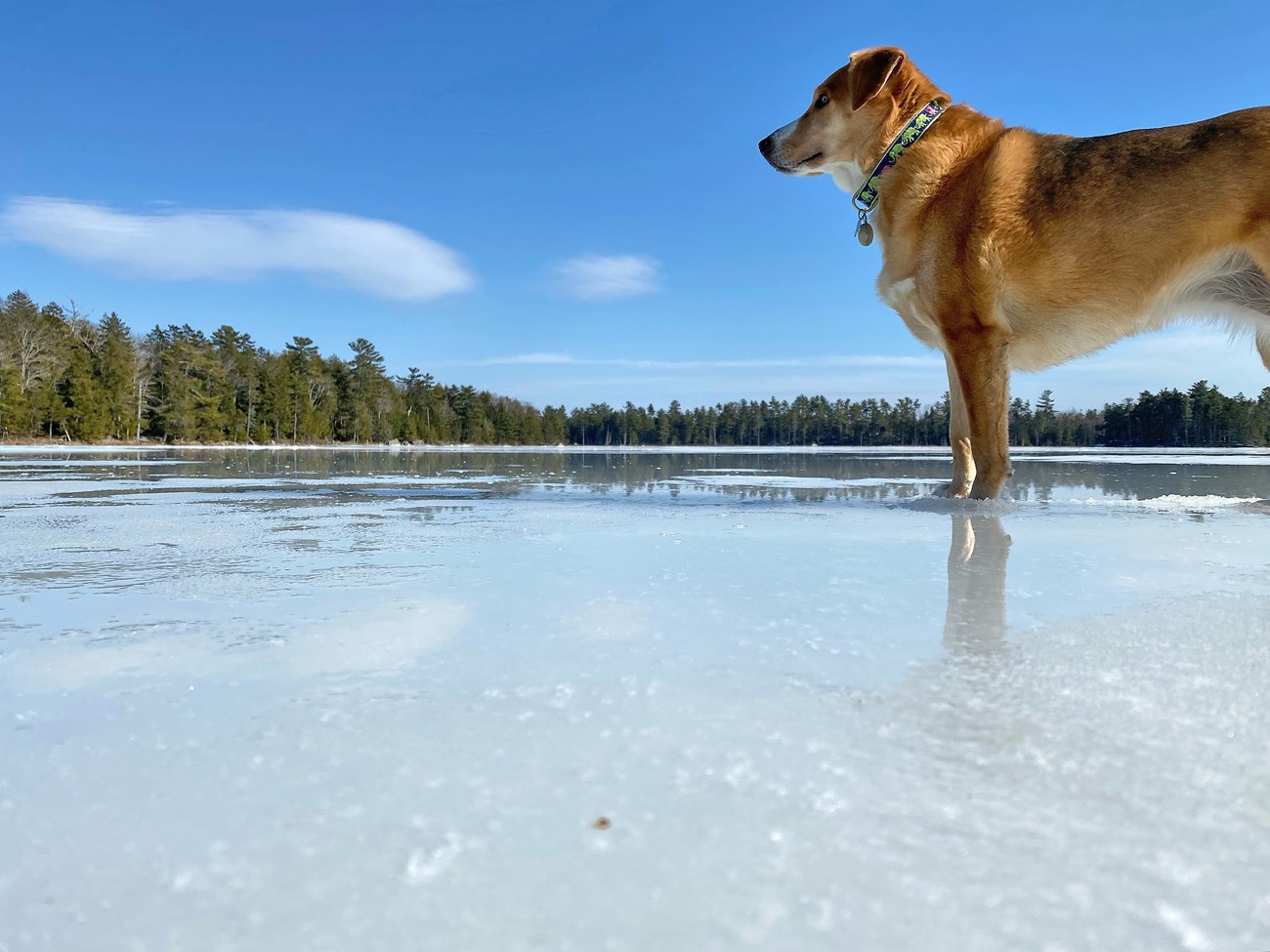 Tan dog standing in the middle of a frozen, tree-lined lake. The surface of the ice seems slushy and partially melted.