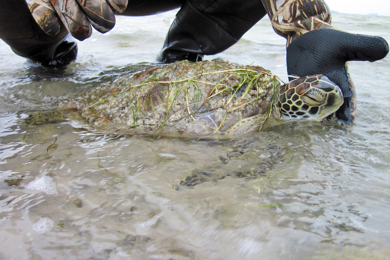 A hand lifts the head of a stunned sea turtle in shallow water, covered in barnacles and seagrass. Its eye is barely open.