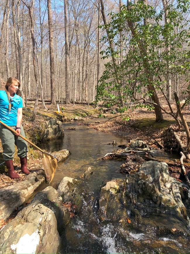 A scientist stands on a stream bank, holding a net over the water