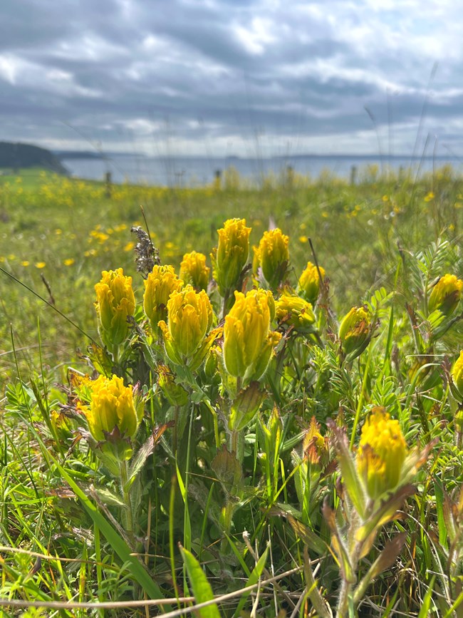 Yellow flowers in a grassy field with a coast line in the background.
