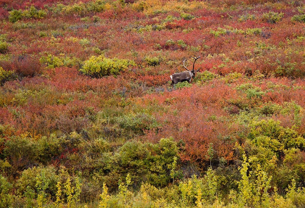 A bull caribou in fall-color tundra.