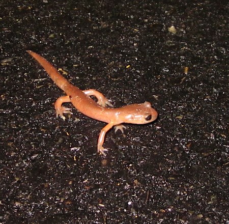 A small reddish salamander on a paved road.