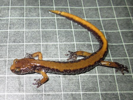 A salamander with a broad gold stripe down its back.