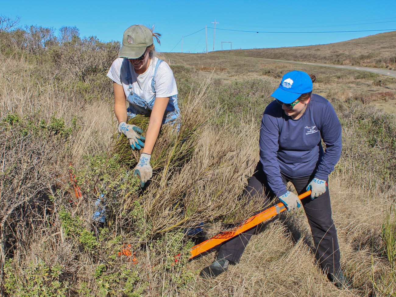 Two people wearing gardening gloves, working together with their hands and a bright orange weed wrench to pull up a large Scotch broom plant.