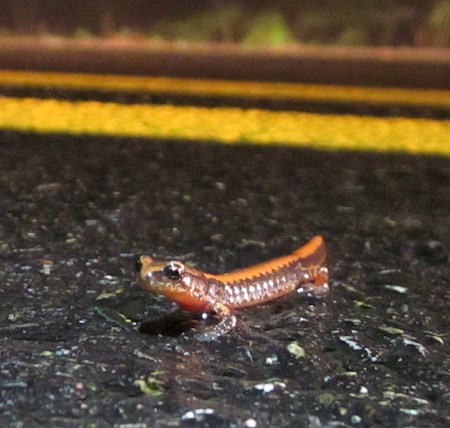 A small salamander with a yellow stripe down its back on a paved road.