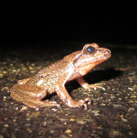 A small reddish-brown frog on pavement