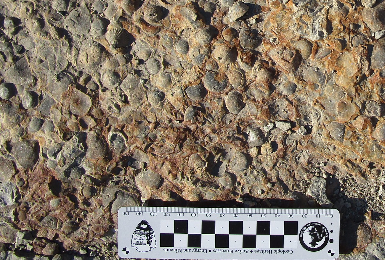 Photo of a rock slab with many small fossils.