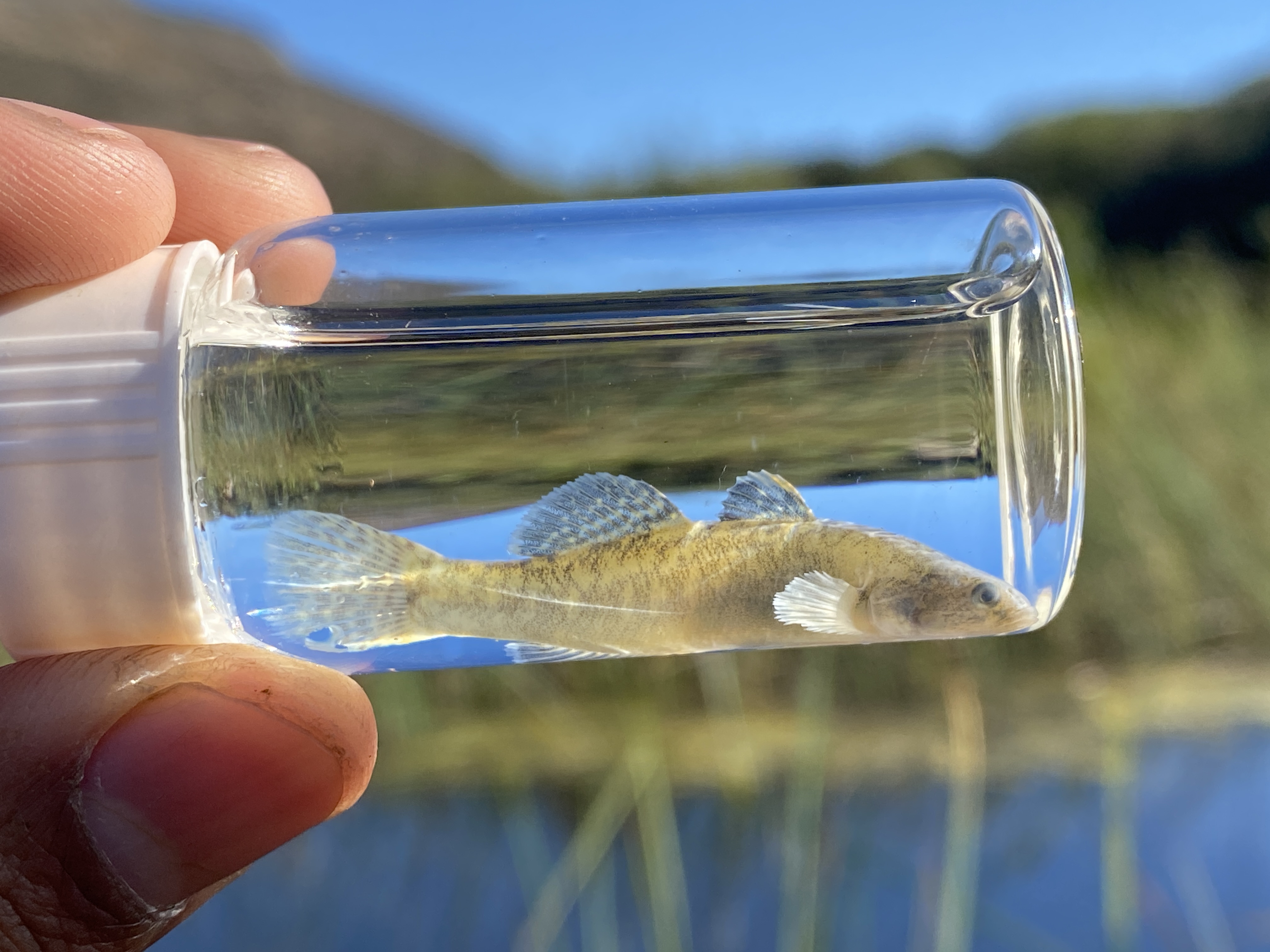 Close up of a small fish held up for viewing in a small, glass, water-filled vial. It is a long, light olive-colored fish with two rounded fins on its back, and rounded tail and pectoral fins. The lagoon is out of focus in the background.