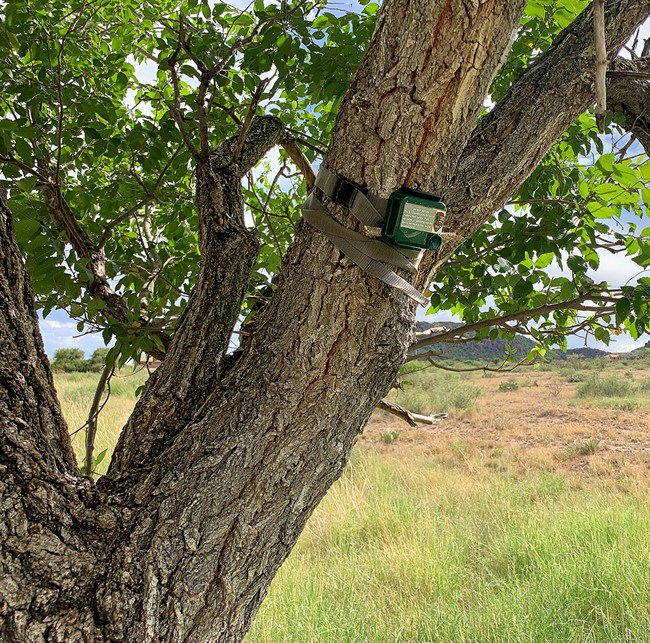 An object tied to a tree in a desert landscape