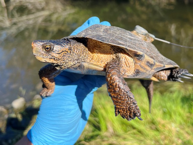 Medium-sized turtle with marbled orange and black markings on its head and a radio transmitter attached to its back, held by a rubber-gloved hand.