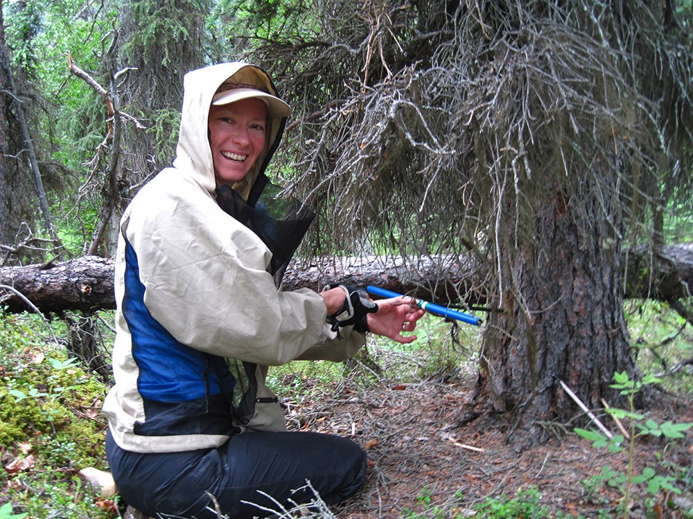 A field technician takes a tree core.
