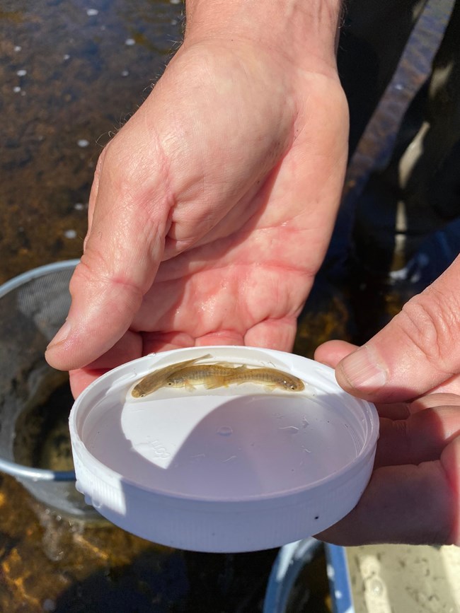 Two small fish in a white container help by a human hand.