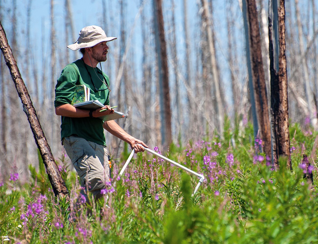 a man holding a notebook and a PVC square quadrant walks through a meadow of pink fireweed flowers intermingled with burnt tree snags