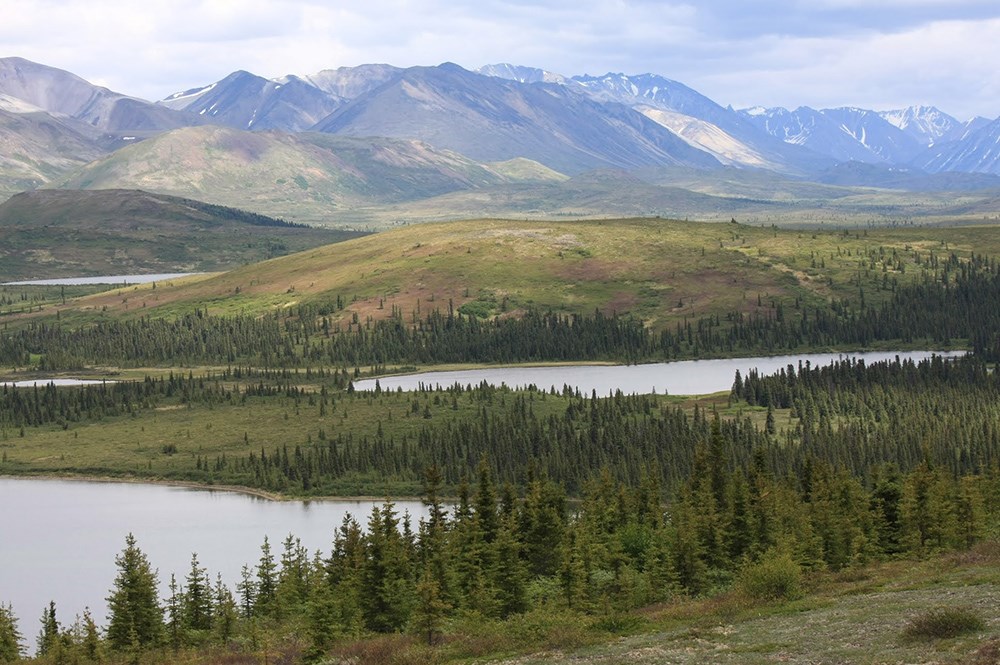 Spruce forest around two lakes, mountains in the background.
