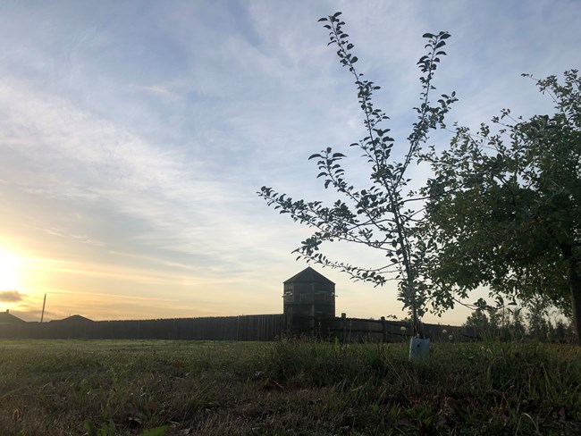 Small, young apple tree grows among a row of trees, with wooden bastion in background.