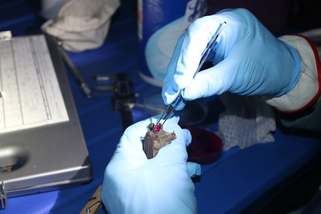 A gray-brown bat in the gloved hands of a researcher. The researcher is dabbing the bat's head with a bright pink cube.