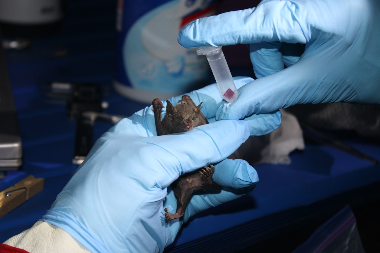 A fuzzy, gray-brown bat with small ears and a triangular nose leaf in the blue-gloved hands of a researcher. A small vial containing a pink cube is pictured next to the bat.