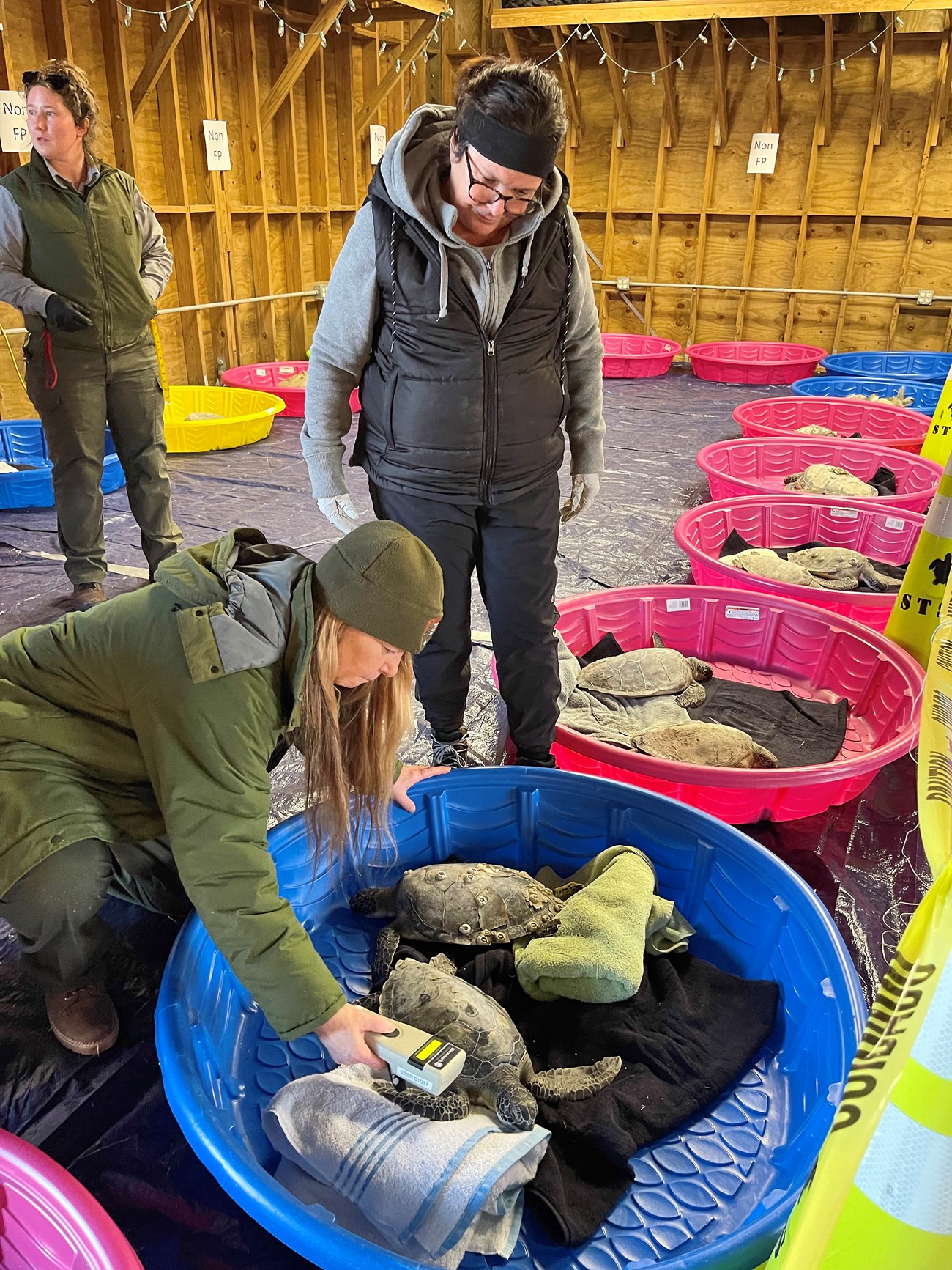 National Park Service scientist with a handheld tag reading device leans toward one of two turtles in a towel-filled blue kiddie pool as other people look on. The room is filled with more than a dozen other colorful, turtle-filled pools.