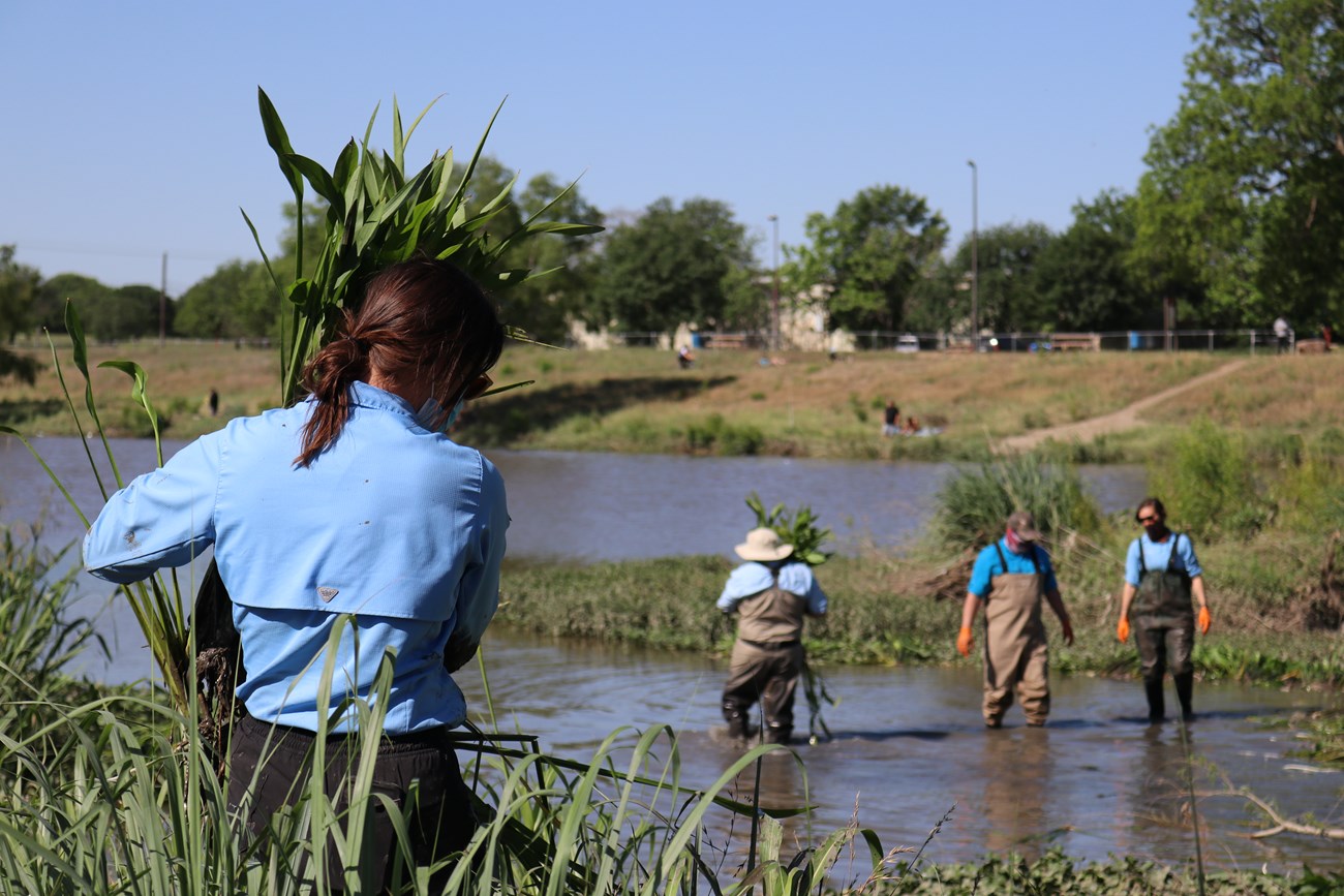 Young woman wades through knee high water carrying bundle of native plants