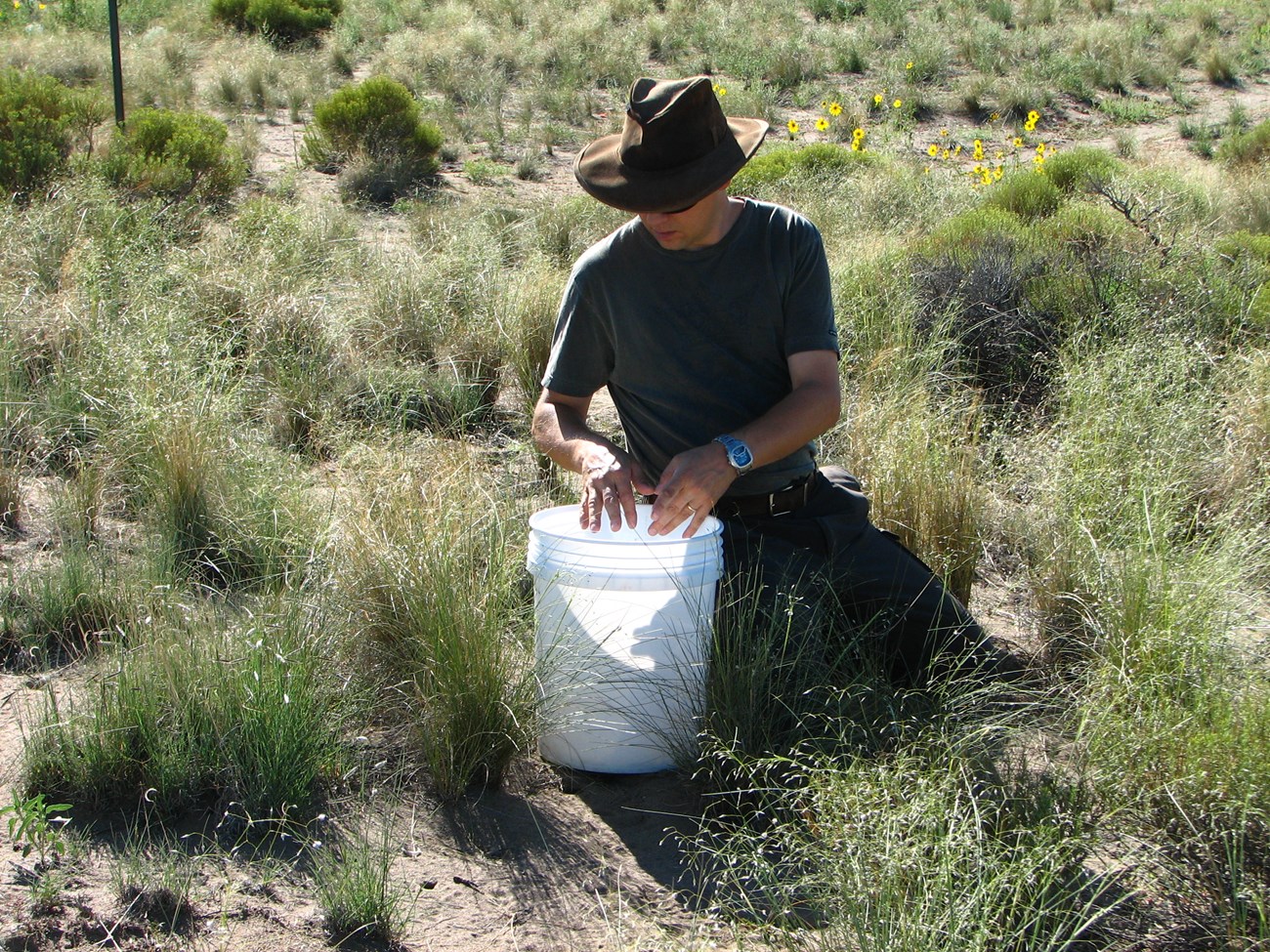 a man in a hat kneels in a field next to a bucket collecting seeds