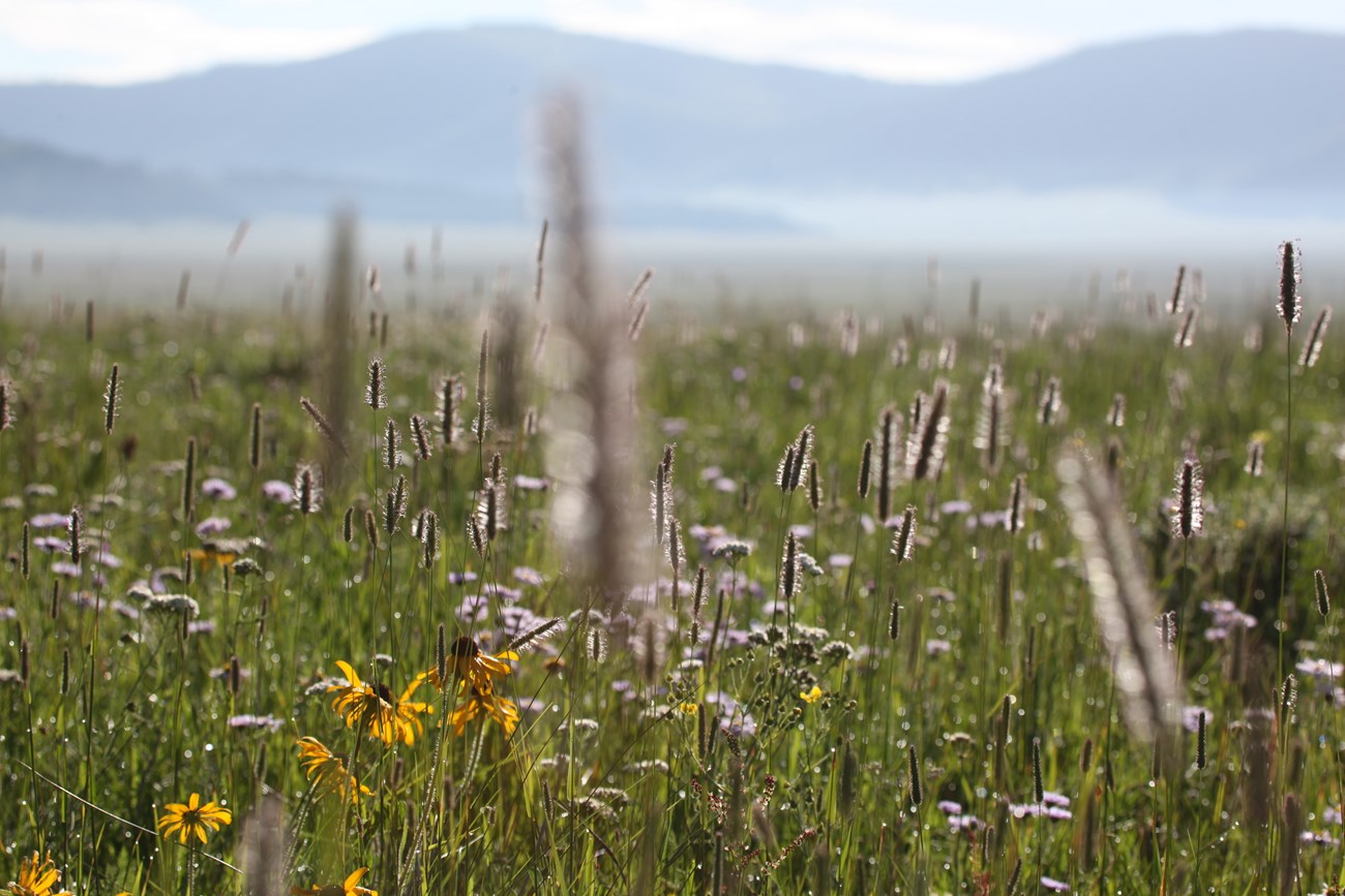 close up of grasses and wildflowers