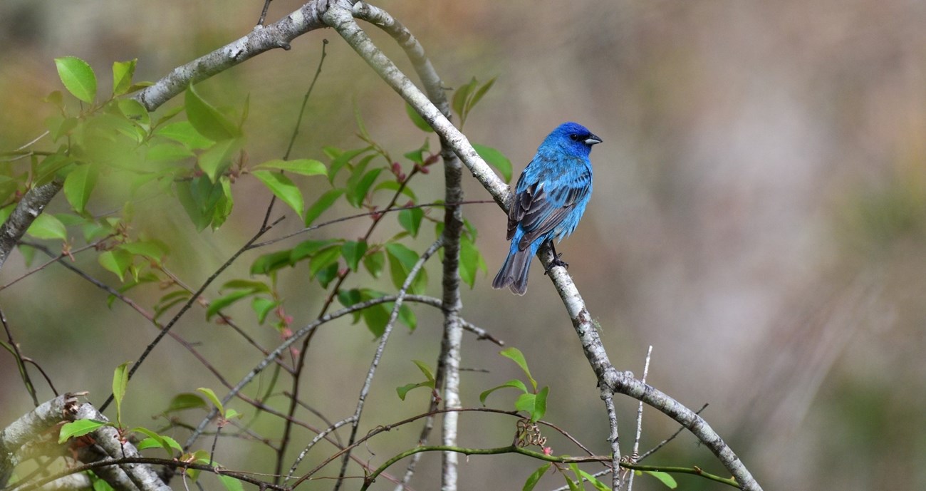 a bright blue bird sits on a branch