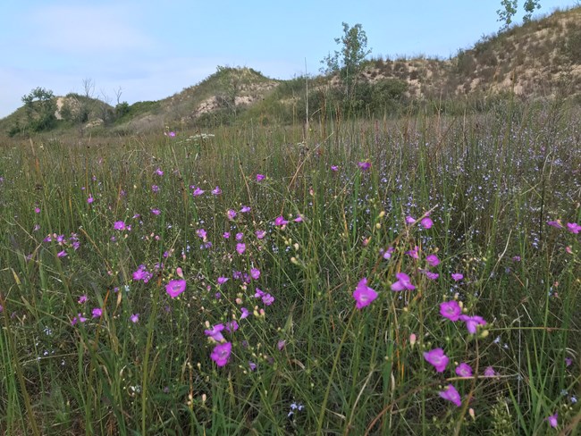 pink flowers bloom in a field of green grasses