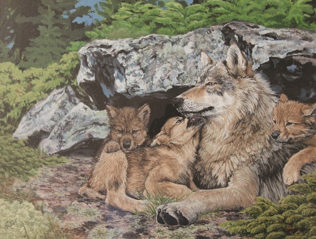 A colored painting of a wolf with two cubs laying near rocks.