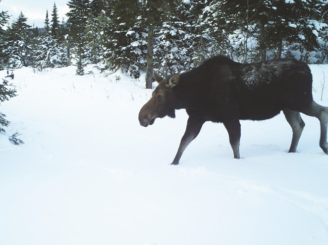 A cow moose walking in the snow on Isle Royale.
