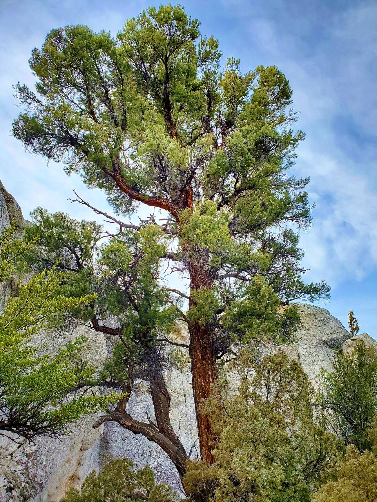 A tall tree stands in front of granitic rocks