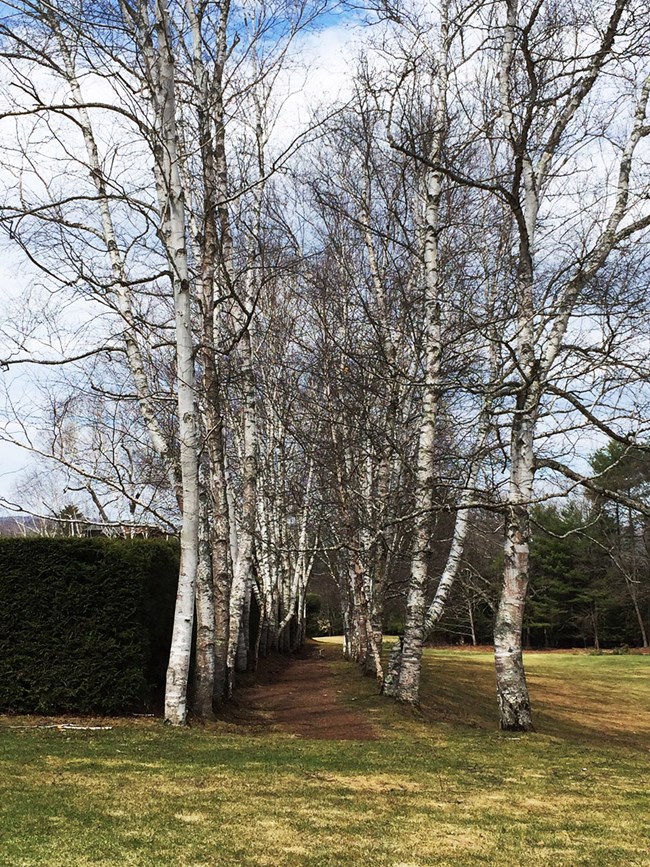 The allee of Birch trees at Saint-Gaudens National Historic Site in Cornish, New Hampshire