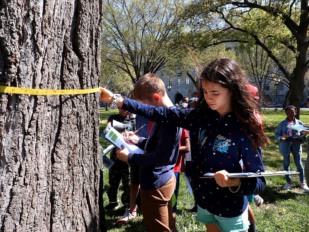 A group of young people stand around a large tree. In front, a girl with a clipboard holds a measuring tape around the tree.