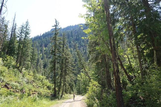 Volunteer standing next to very tall trees