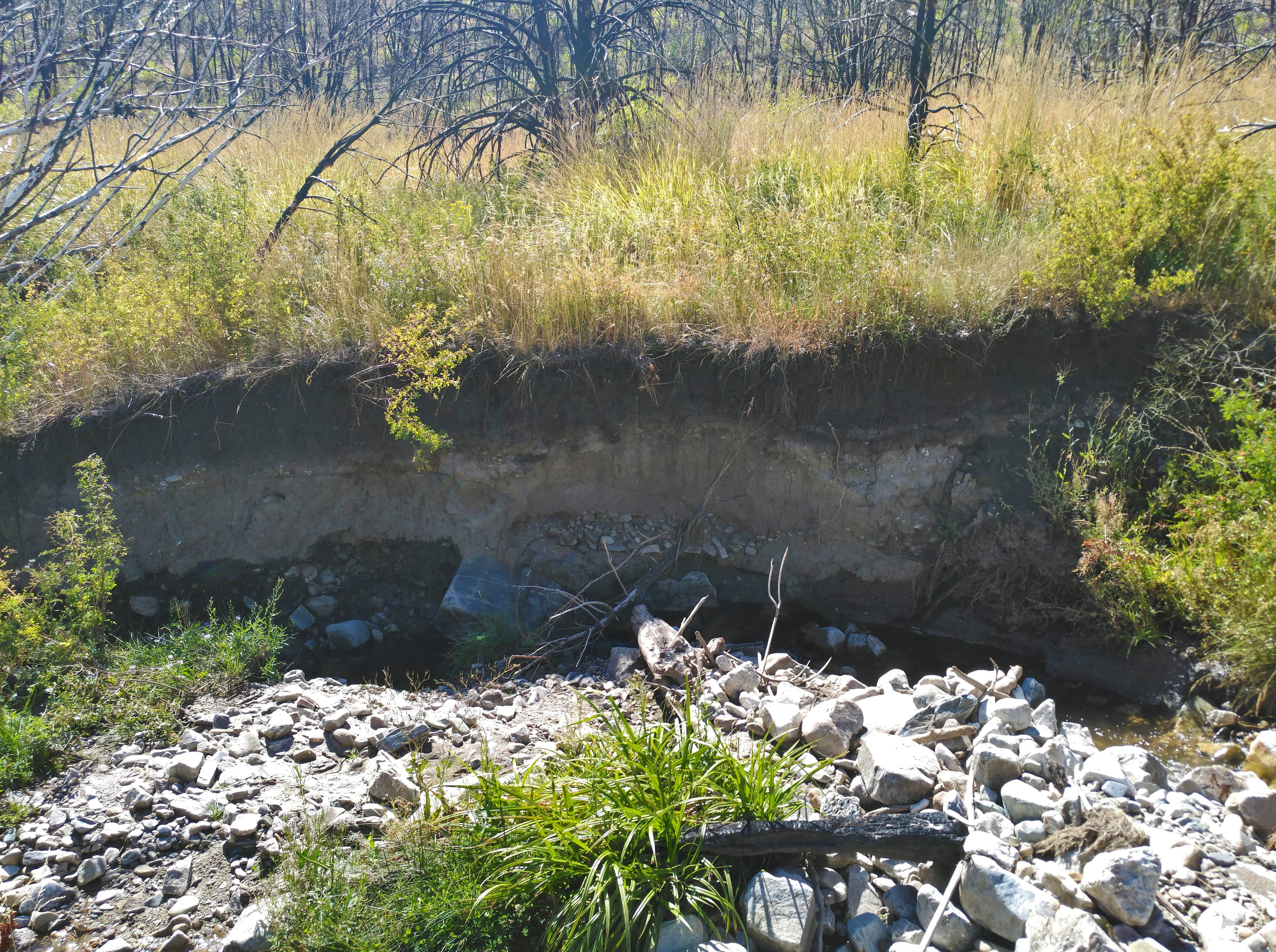 Looking across a stream channel at a towering, ~4-ft vertical bank with several layers of soil exposed. Grasses interspersed with charred trees and shrubs carpet the landscape on top of the stream bank.