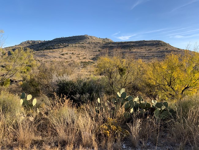 Dry vegetation and cactus in foreground with mesa and plateau formation in background