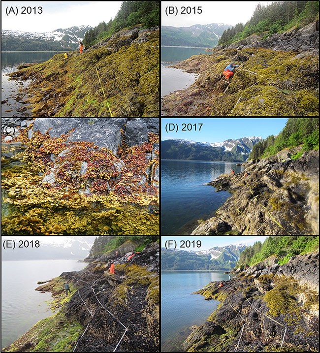 Intertidal changes before during and after the heatwave