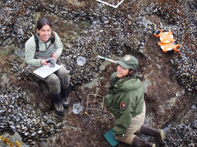 Two NPS technicians collecting data at mussel beds in the intertidal zone.