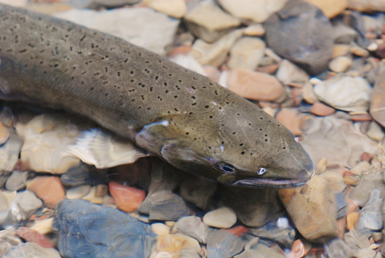 A large greenish-brown fish with black spots swims over a rocky streambed.