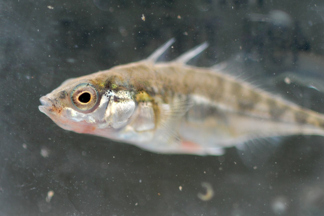 Small olive and silver fish with spines on its back, a little blue around its eye, and a orange-red coloration on its throat.