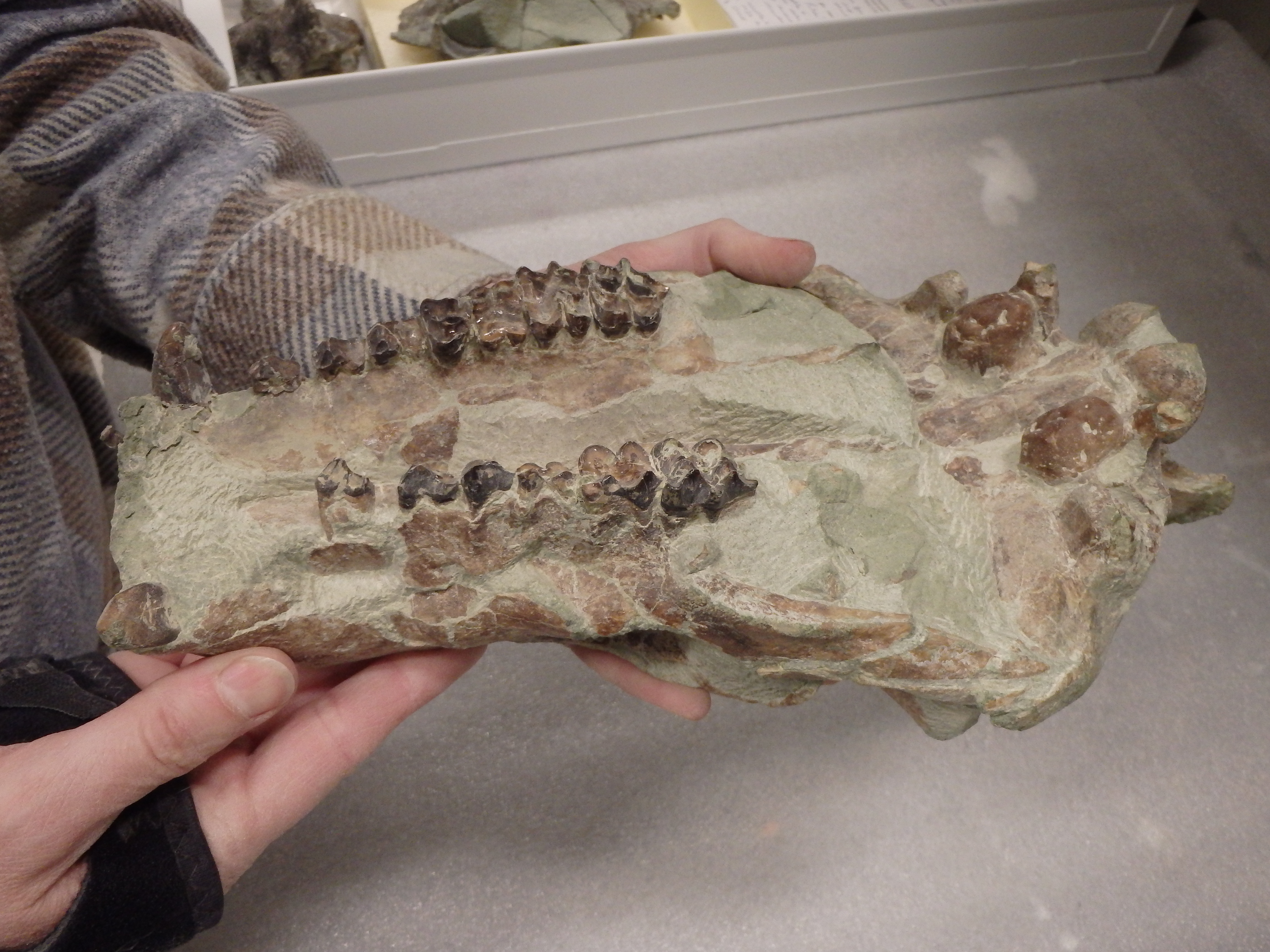 hands holding part of a fossil skull with teeth