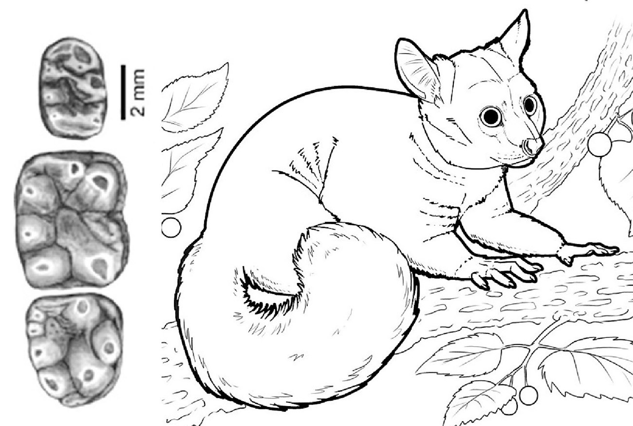 Line-art drawing of a small prehistoric mammal and detail showing 3 teeth