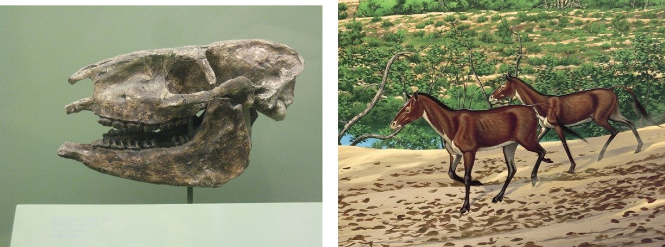 Two images: fossil skull of prehistoric miohippus and an artist's rendition of two animals