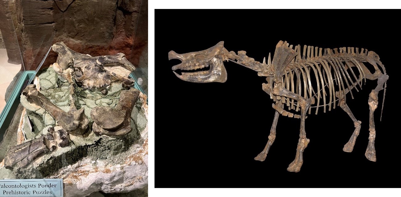 Two photos: fossil bones in rock matrix and a reconstructed fossil skeleton