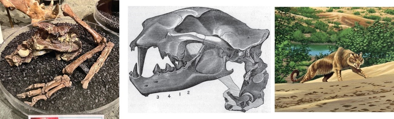 Two images of prehistoric animal bones and an artist's rendering of a sabertooth leopard-like animal.