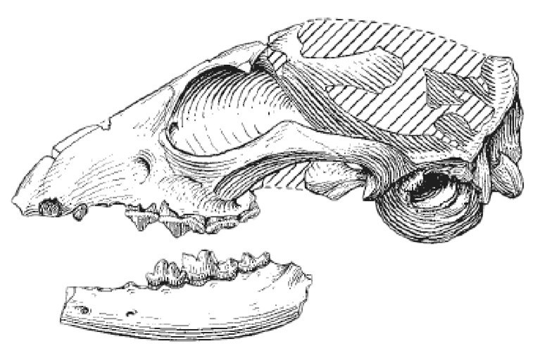 Line drawing of a fossil skull and jaw bone