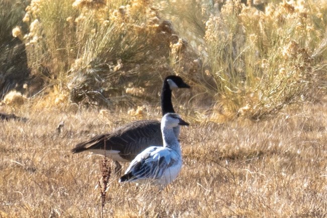 JRD Canada and snow goose