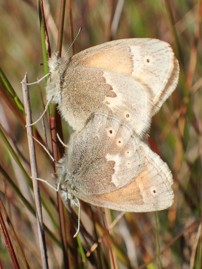 Two light, golden brown butterflies back to back, matingamong blades of grass.