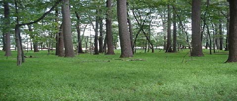 low green grass covers the ground